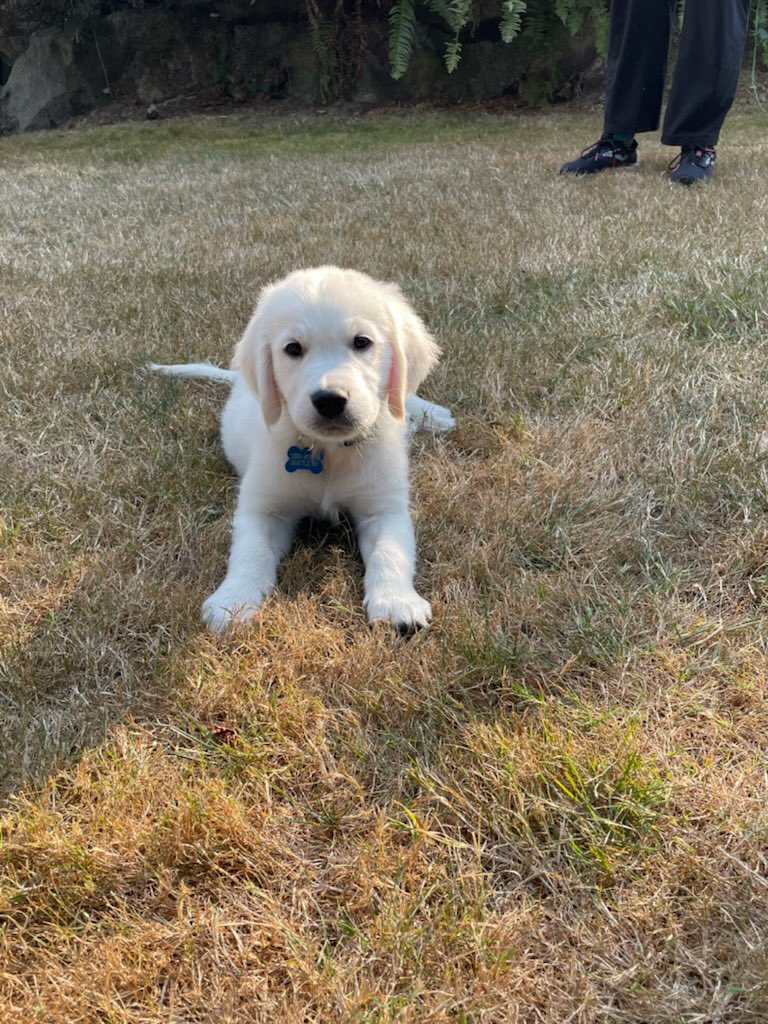 Here is our new puppy, Monty.