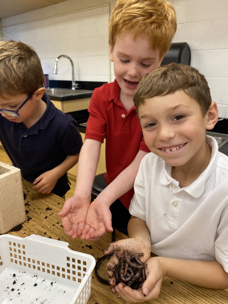 First grade scientists are exploring earthworms today! Did you know these miniature engineers of soil have five hearts? They are super strong and can push ten times their body weight. They use their skin to breathe because they don't have lungs!