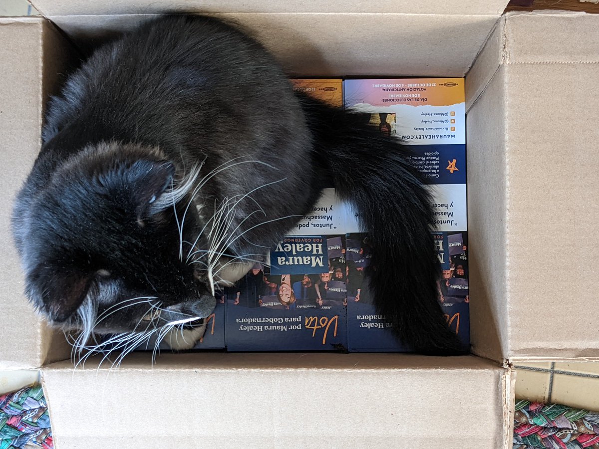 LindaOC's tweet photo. @lyndatocci @maura_healey @MayorDriscoll Amadeus is getting ready to hit the neighborhood with @maura_healey palm cards. Go kitty, kitty. https://t.co/FmPu5y0hlw