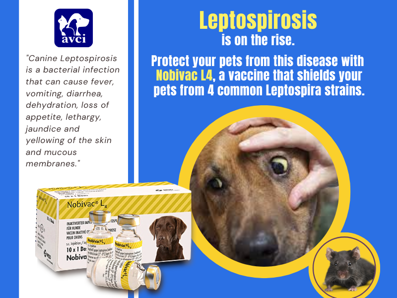 avcivet's tweet photo. In high-risk areas (plenty of rats or mice), Leptospira shots for dogs are recommended to be given every 6 to 9 months. To know more about Nobivac L4, click here: https://t.co/mcSFaQp13w

#leptospirosis #doglepto #nobivacl4 https://t.co/tLxAMQ2M6Q