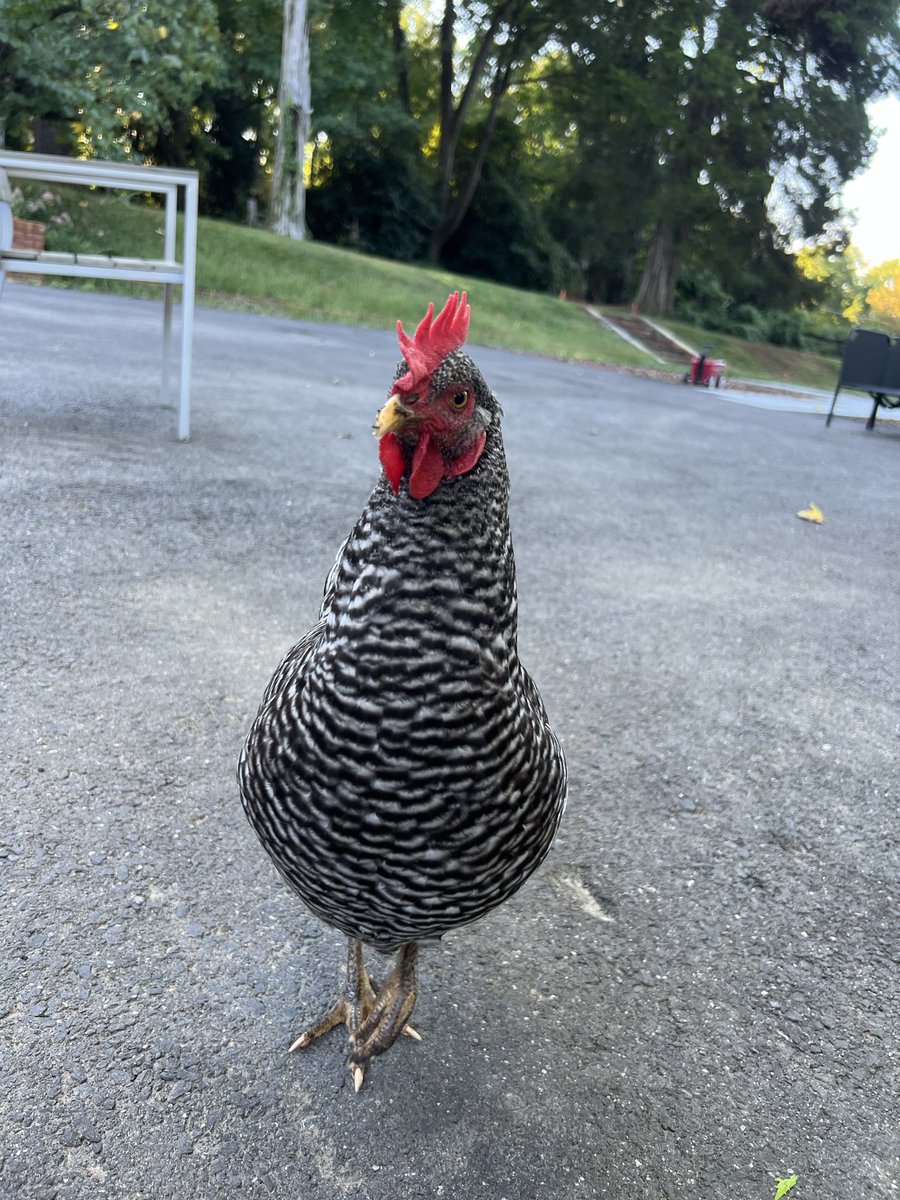 Tomorrow is our big fancy bday party at the bookstore! 🎉 To prepare I picked up a 40lb bag of chicken feed and threw my back out. Oops. Checkers is not impressed.