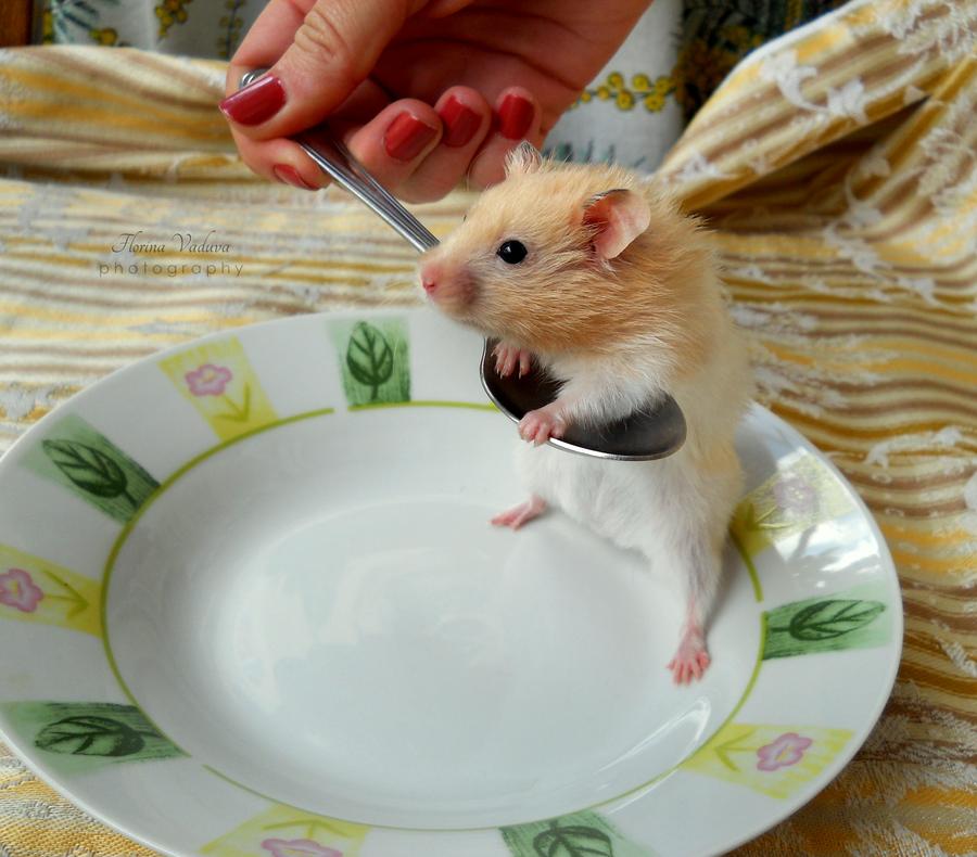 hambot (@hamsterybot) on Twitter photo 
