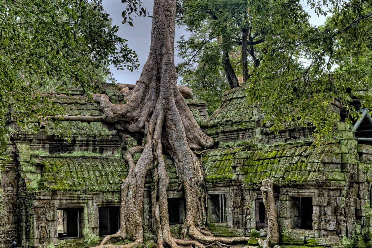 onetreeplanted's tweet photo. This #amazingtree is called the Strangler Fig 😵🌲
This is Ta Prohm, a Buddhist monastery and center of learning built in 1186! Humans abandoned the buildings, so the #forests of #Cambodia wasted no time moving in!
This Strangler Fig tree has taken over 🤣💪🌱 https://t.co/M1mAHRQADG
