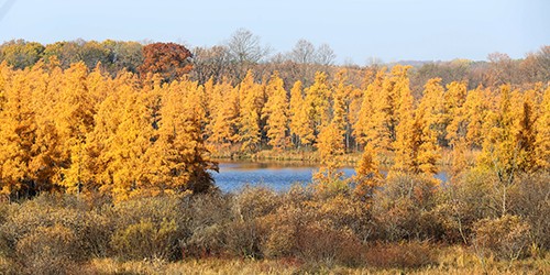 HennepinEnviro's tweet photo. Tamarack trees โ Minnesota's only native deciduous conifer โ are turning a smoky gold color! Find tamaracks in swamps where they can get plenty of sun. Learn more about this awesome tree here: https://t.co/QVaACyt3fI #FallColors #Tamarack #FallInMN https://t.co/H5RooURuTu