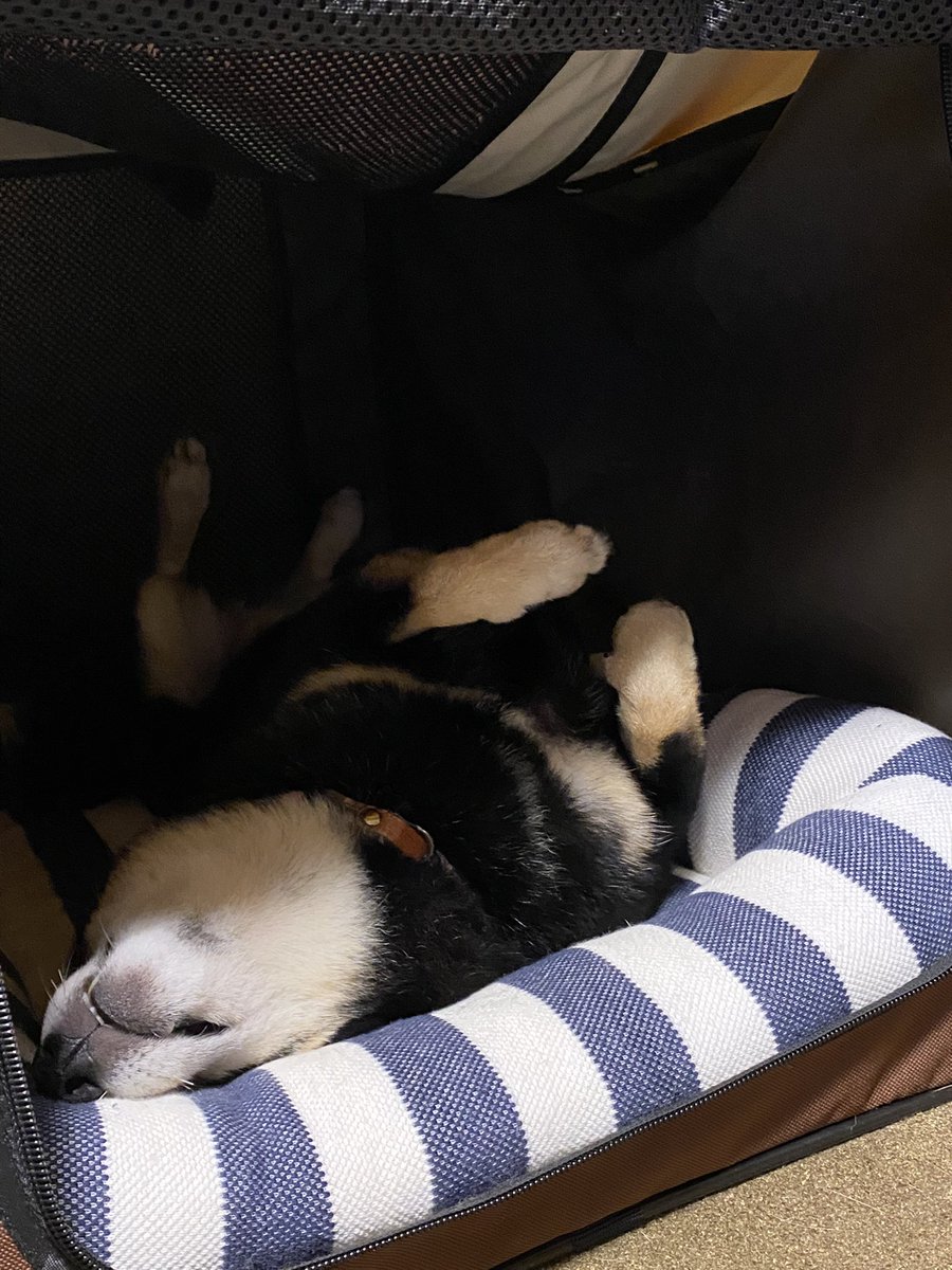 hananonitizyou's tweet photo. はなちゃんのイビキの音が結構なデカさなんですけど😪💤

#柴犬のいる暮らし
#柴犬
#犬のいる暮らし https://t.co/YJx8yczMnJ