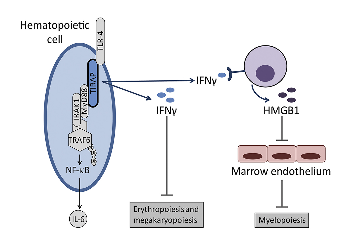 Gopal, Ibrahim, <a href="/KarsanAly/">Aly Karsan</a> et al. identify a novel, noncanonical role of TIRAP in myelopoiesis through the regulation of bone marrow endothelium via an Ifnγ–Hmgb1 axis. bit.ly/3IPwI11

Part of our collection #Hematology 2022: bit.ly/3COwvef