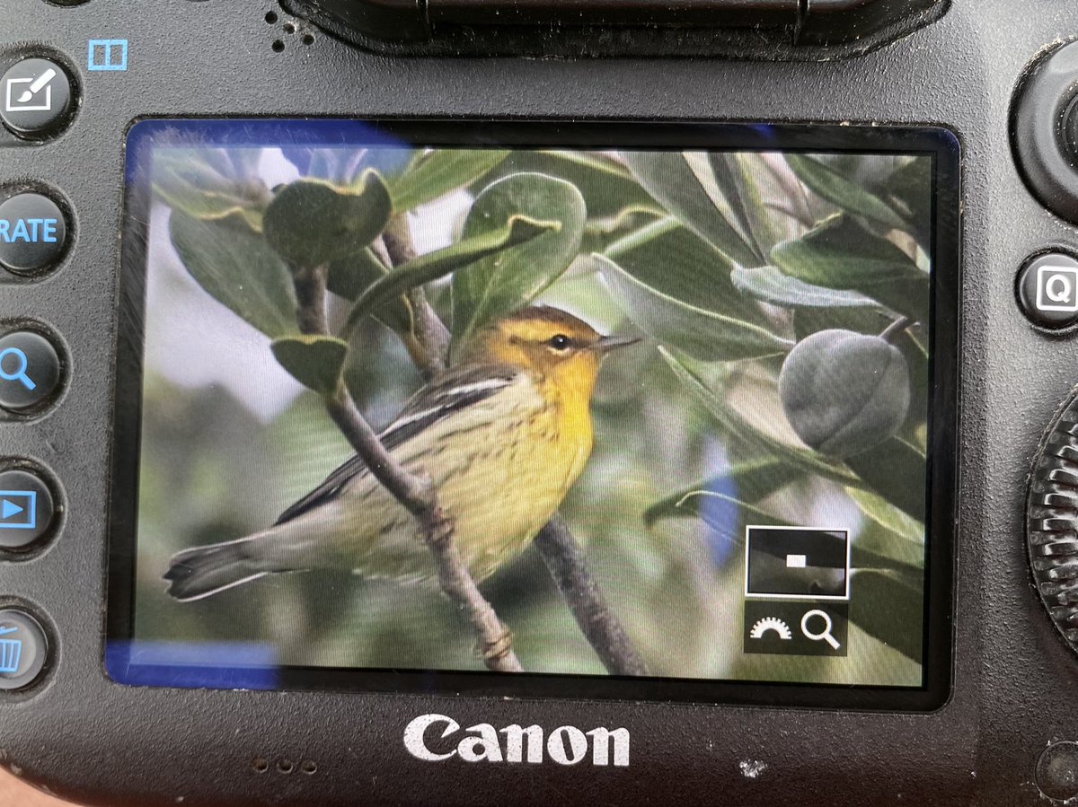 stmarys_patch's tweet photo. 🧡🖤🤍 This is what it’s all about! Amazing scenes on Scilly! #BlackburnianWarbler #ScillyBirds https://t.co/myBzRvBh8R