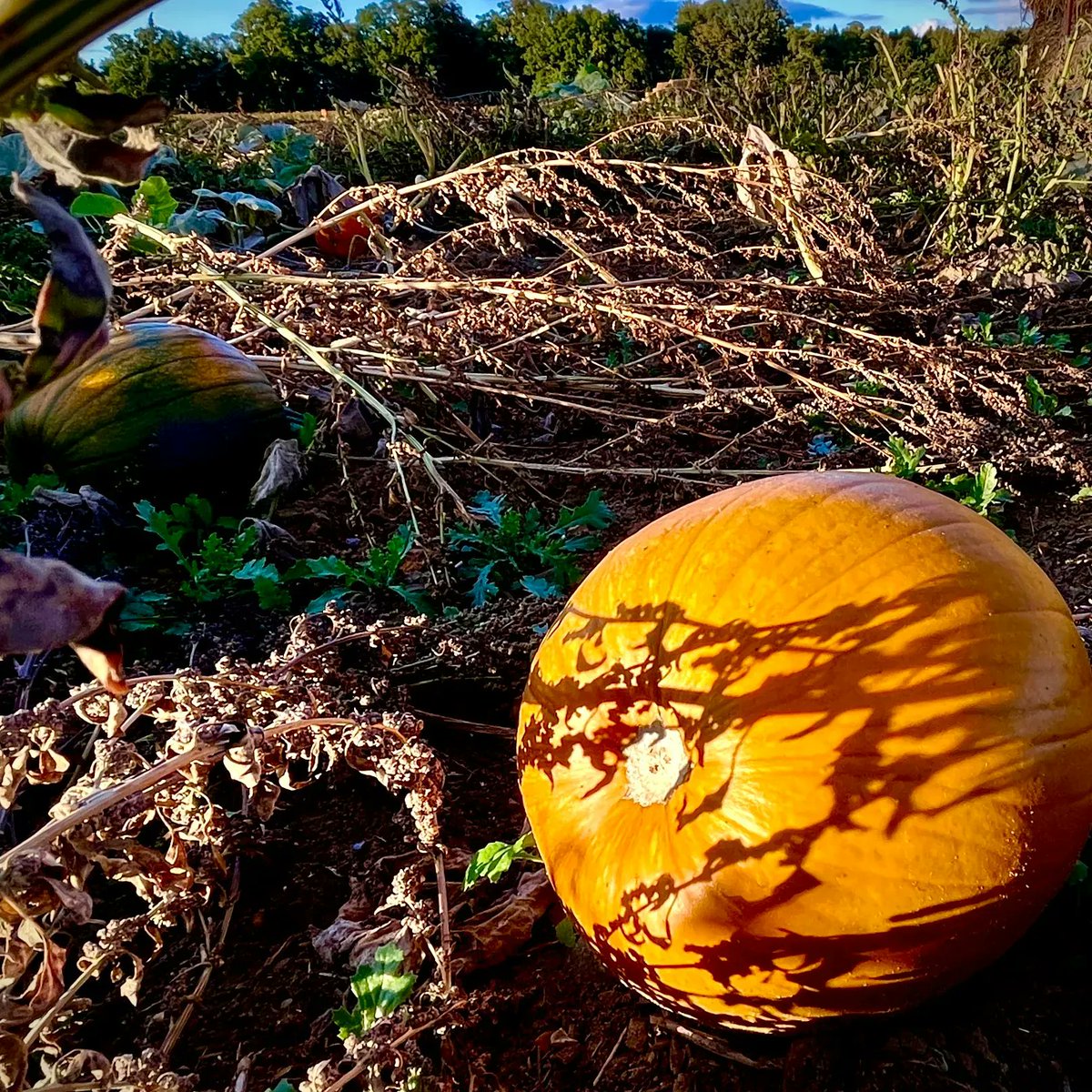 Rougham Pumpkins open this weekend 15-16 Oct 9-5
🎃
With a food tent, licensed bar, plenty of space to run and climb for children, as well as face painting and thousands of pumpkins
🎃
Free entry
Free Parking
No booking needed
🎃
linktr.ee/roughamestate
Bury St Edmunds, Suffolk