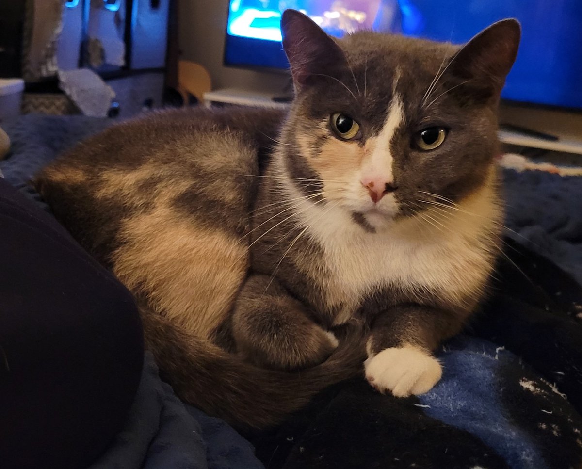 doggostepdad's tweet photo. All three of my cats cuddling on the bed at the same time! https://t.co/e6kNYiRRPr