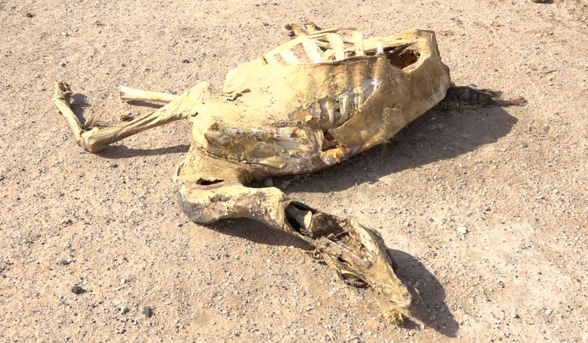 WGAdhe1's tweet photo. Livelihood systems have collapsed in North Horr in Northern Marsabit due to 4th cycle of failed rains. People are dying daily due to pang of hunger. Make a contribution to save a life and talk to a  friend to make a contribution thro the playbill below https://t.co/OBEyZgB8ty