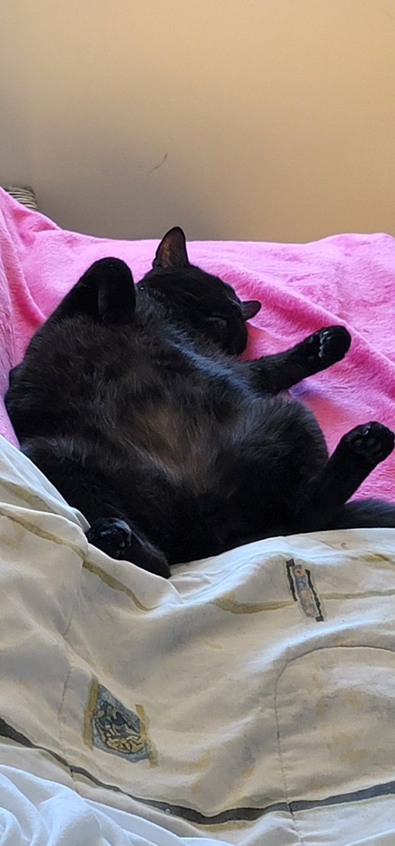 PawpularApp's tweet photo. Zorro is so excited for Pawpular's NFT to be released, so he decided to stay asleep until the release date 🤣🤣

#PawPular #NFTs #animals #AnimalLovers https://t.co/PqYbTvKgBE