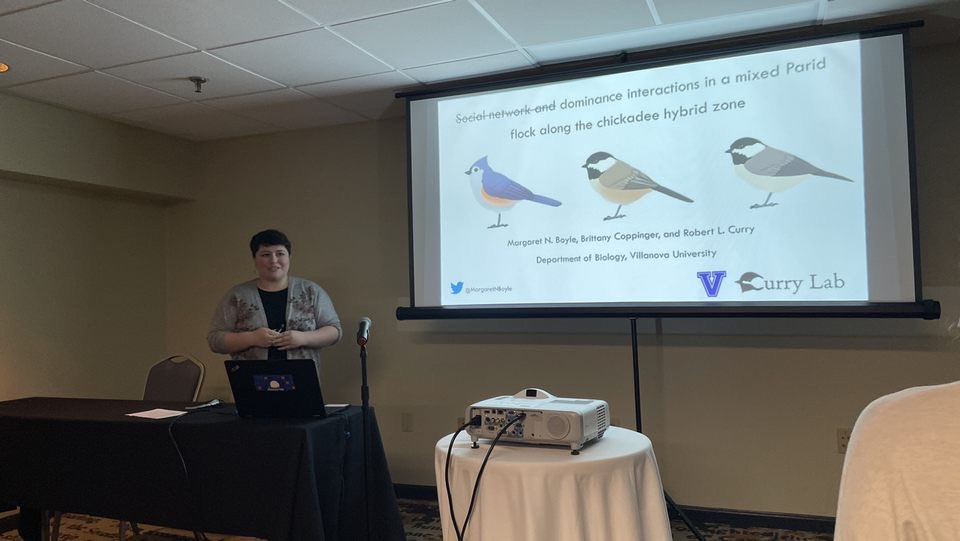 MargaretNBoyle's tweet photo. So happy to have presented my social dominance findings at the 100th meeting for @FieldOrnith !!! A major thanks to my fellow #CurryLab members without whom I couldnโt have done the research โค๏ธ https://t.co/GqZVjm6QD5