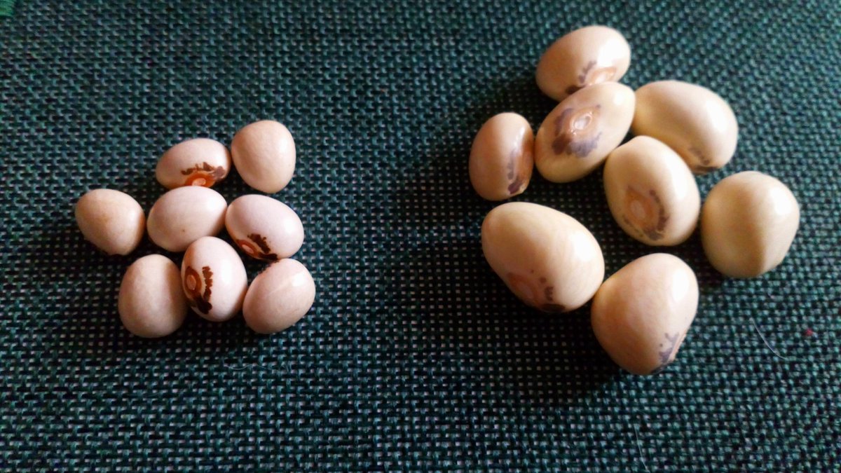 ManicBeata's tweet photo. Dry Holy Sacrament Beans vs fresh from the pod.
#BeanUpdate🌱 https://t.co/cUsi4HB8Qu