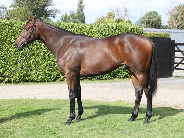 Delighted to add Lot 1302, a lovely NO NAY NEVER Filly to our list of Yearlings. She was bought with the help of @Ker_Radcliffe at @Tattersalls1766 Book 2. 

#ChelseaThoroughbreds #OliverBrown #Yearlings @coolmorestud