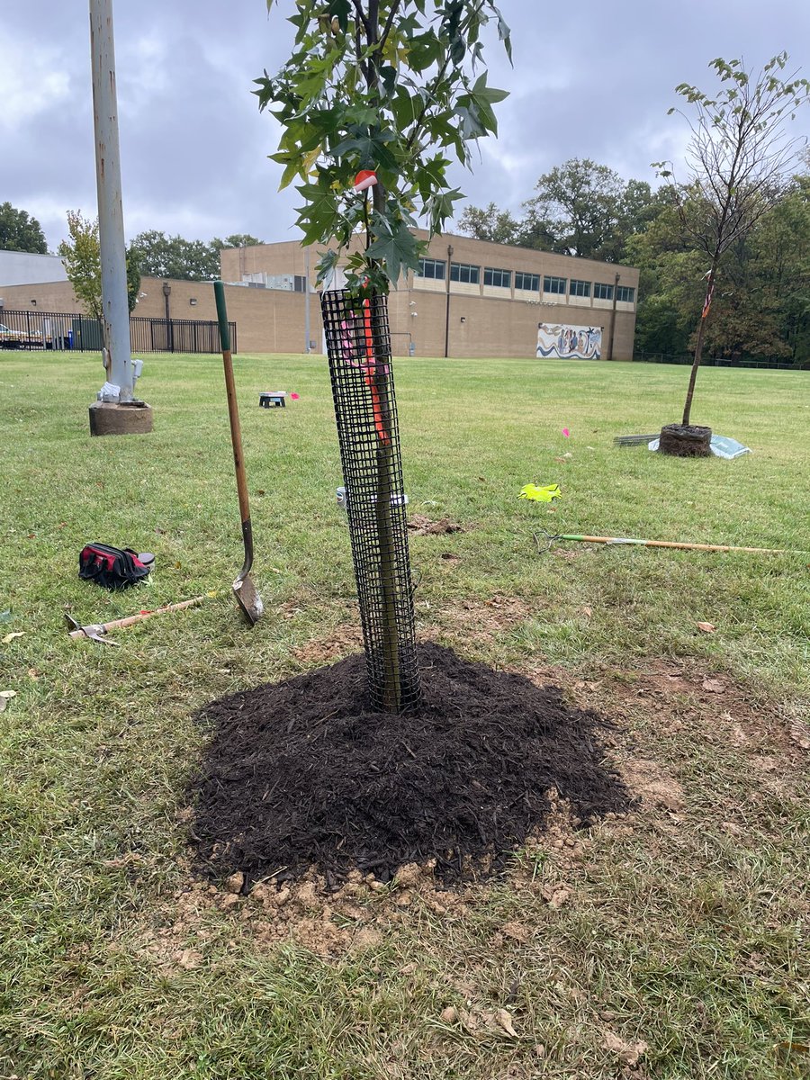 American Forests on Twitter "RT ward8woods We were honored to help plant trees today in the