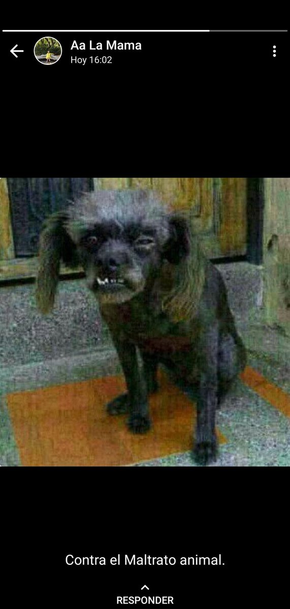 taquicardio_'s tweet image. lo que me acabo d reír con esta mierda