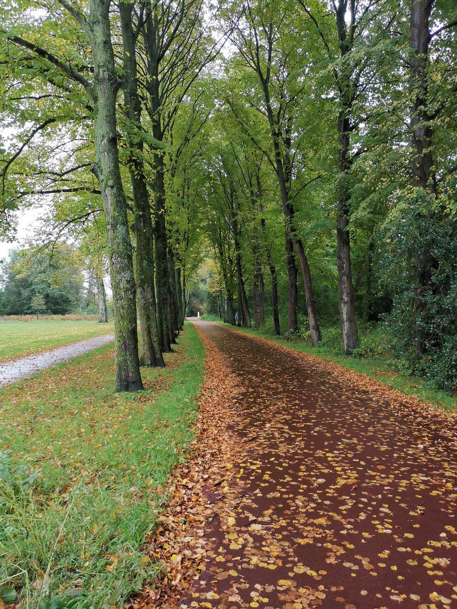 vrijezangvogel's tweet photo. #kleur op een #regendag. #herfst #Autumn. 

Gister teveel gedaan. Vandaag flutdag #LongCovid.  #ZiekBOOS
Ik had meer hoop 6maanden terug: Dat vraagt nu meer inspanning.
Voel me toch meer als in Mahler's #Lied Ich bin der Welt abhanden gekommen 😉 https://t.co/l548e4xUqZ
