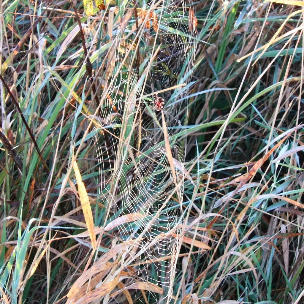 kansasisnotoz's tweet photo. Found a spider out living its best life in the morning dew at the Baker Wetlands the other day.
.
#spider #spidersofinstagram #spiderweb #naturephotography #naturewalk #nature #outdoors #tinywildlife #wildlife #kansas #wetlands #dew #dewdrops https://t.co/9wCKvUjZIS https://t.co/Ida6HFpu48