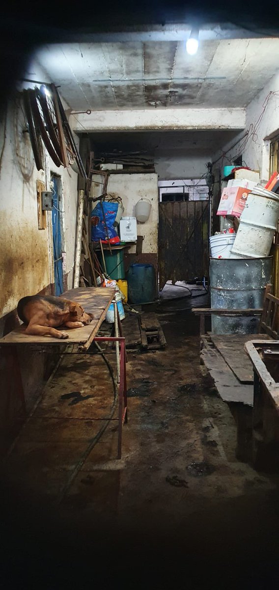 alertasurbanas's tweet photo. El interior de la casa en Nezahualcóyotl donde un individuo nombrado Berna tenía hacinados varios perros, vecinos lo  señalan de sacrificar a los canes y vender la carne a taqueros. https://t.co/JMFJJghbZb