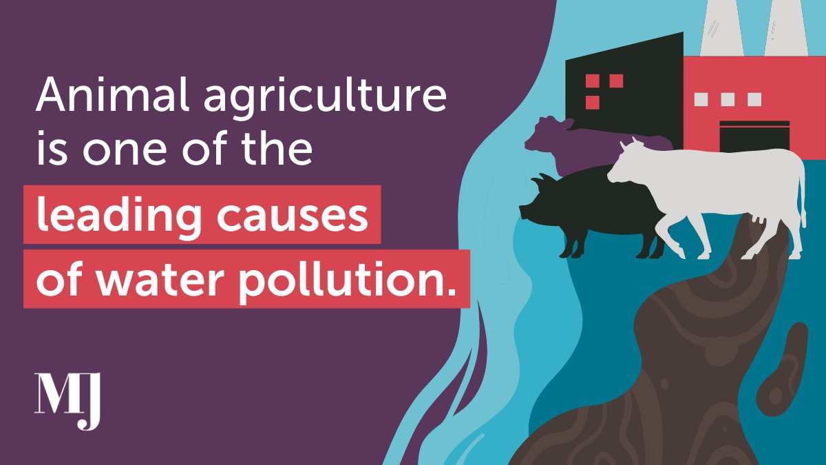 Animal agriculture is one of the leading causes of water pollution—and a recent study suggested that polluted water may contribute to climate change by releasing greenhouse gases into the atmosphere. 💦

Learn more: bit.ly/3yFmxcK.

Retweet to help #EndClimateCarnism. 🌍