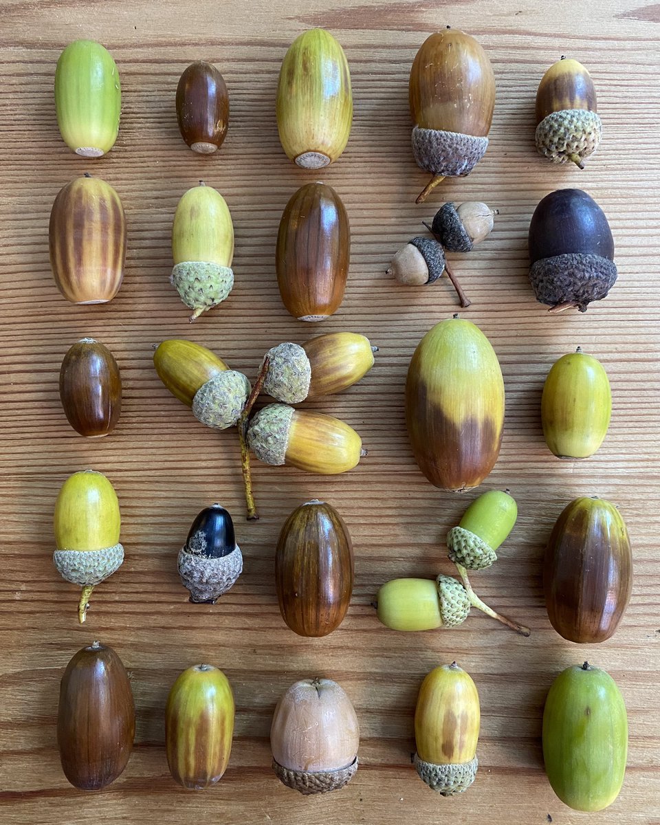 I pocket acorns as I walk. I recently emptied the contents of my coat and the autumnal diversity is just 😮‍💨🤌