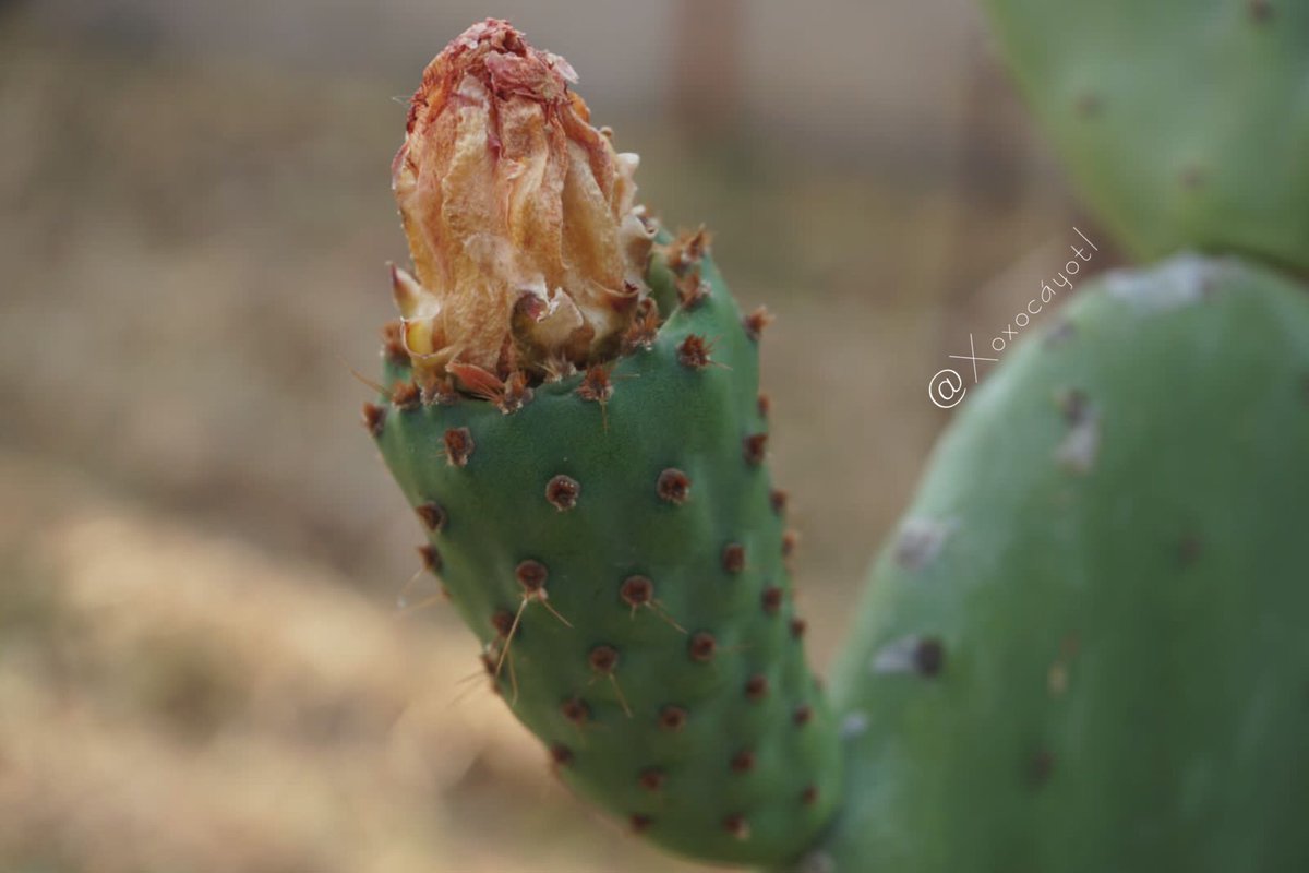 xoxocayotl's tweet photo. Pásenla de lujo en este #JuevesDeAntesYDespués 🪷Saludos para @LupillaKim 🌺
Traemos de regreso a nuestro #Nopalli/#Nopal con su ya madura #Nochtli/#Tuna 🌵
Finalmente su color fue #Coztic/#Amarillo 🌼 Una variedad #Silvestre que sembramos para #Verdura pero nos dio este regalo🪷 https://t.co/UixYEEWGcW