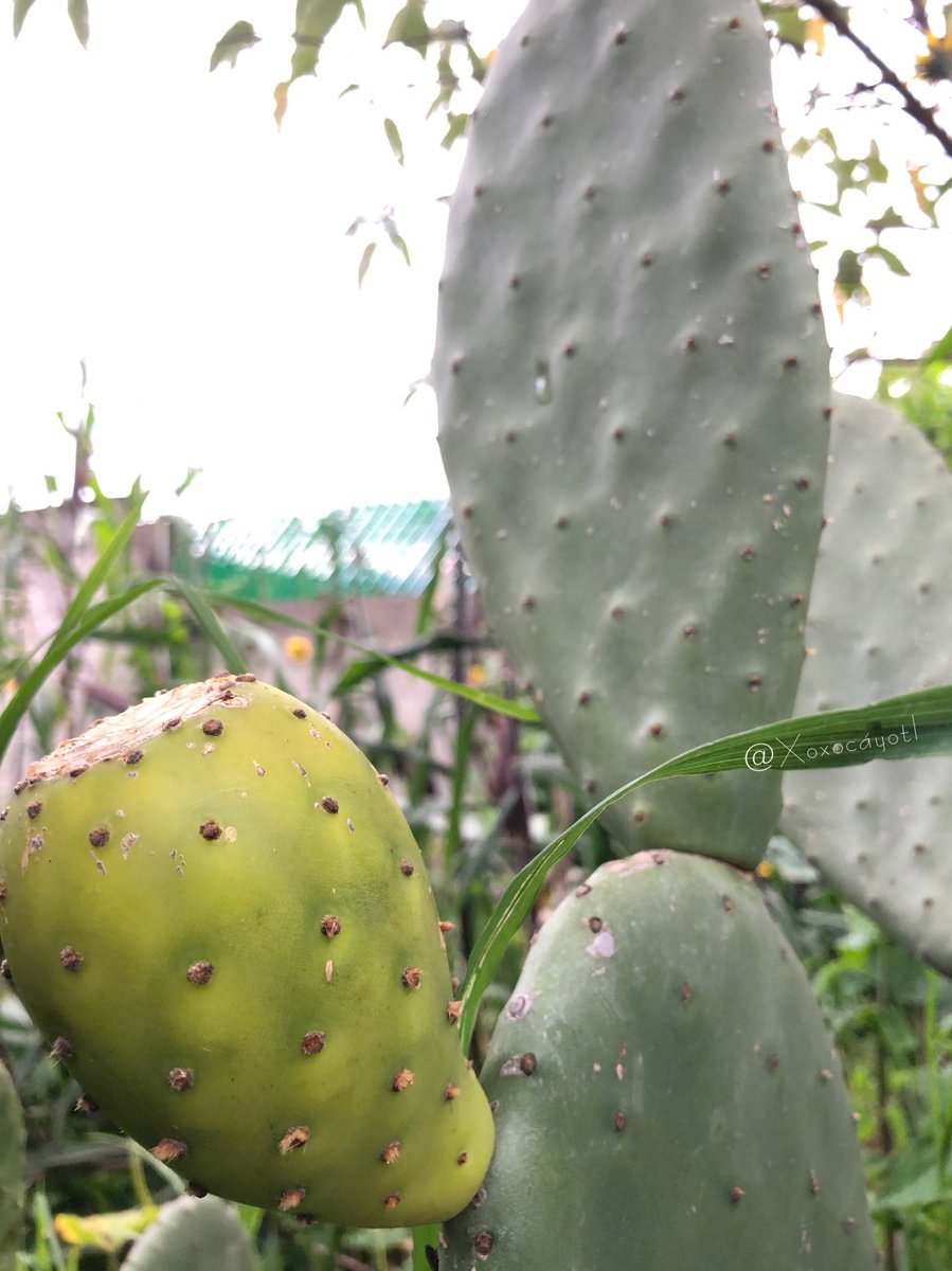 xoxocayotl's tweet photo. Pásenla de lujo en este #JuevesDeAntesYDespués 🪷Saludos para @LupillaKim 🌺
Traemos de regreso a nuestro #Nopalli/#Nopal con su ya madura #Nochtli/#Tuna 🌵
Finalmente su color fue #Coztic/#Amarillo 🌼 Una variedad #Silvestre que sembramos para #Verdura pero nos dio este regalo🪷 https://t.co/UixYEEWGcW