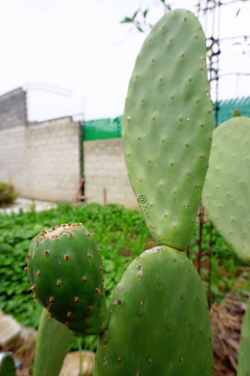 xoxocayotl's tweet photo. Pásenla de lujo en este #JuevesDeAntesYDespués 🪷Saludos para @LupillaKim 🌺
Traemos de regreso a nuestro #Nopalli/#Nopal con su ya madura #Nochtli/#Tuna 🌵
Finalmente su color fue #Coztic/#Amarillo 🌼 Una variedad #Silvestre que sembramos para #Verdura pero nos dio este regalo🪷 https://t.co/UixYEEWGcW
