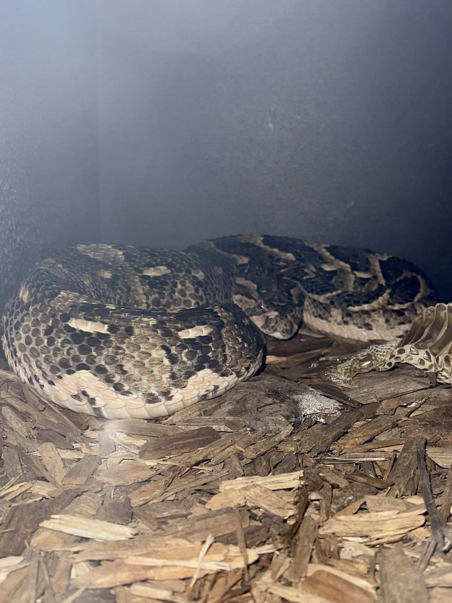 dariusnabers's tweet photo. Someone destroyed there enclosure 🙄 
Puff Adder (Bitis Arietans)
☠️ Venomous ☠️
#conservation #reptilekeeper #viper #cobra #puffadder #animalsaddict #snake #animals #reptiles #nationalgeographic #venomous #reptilephotography #rattlesnake #elapid #education #wildlife #bushviper https://t.co/gbrpczHKEb
