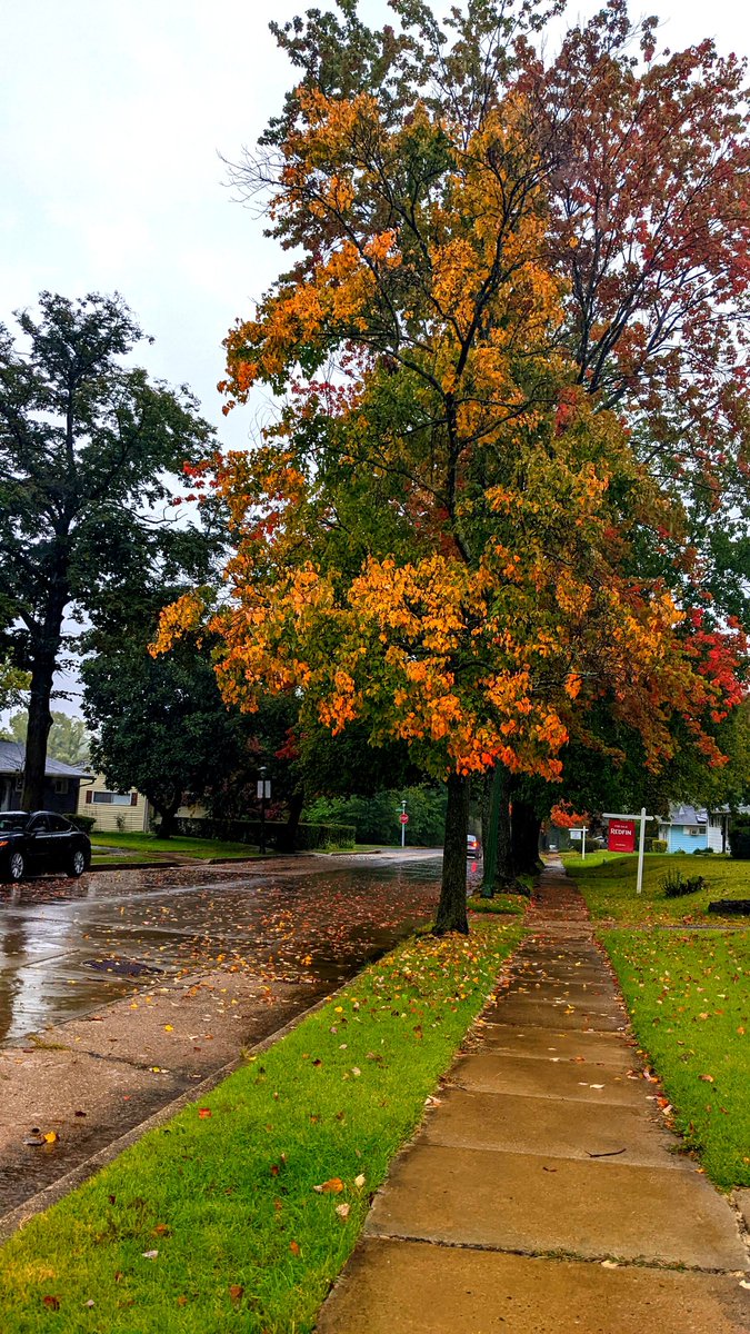 There's nothing like a mind renewing walk in the Autumm rain. 

#rain 
#autumnleaves 
#Autumrain
#walking 
#AutumnVibes 
#Octoberrain