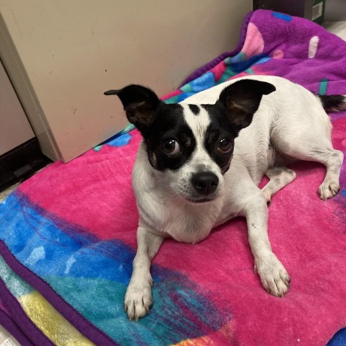 psychicwhisper3's tweet photo. 🆘💔BUGSY🏥#A349676 #CorpusChristiTX💥Must Have #MEDICALRESQ Placement By
4PM 10/13 TODAY ‼️
💕She Is A 4 Year Old Chihuahua🐾
⛔️Will ☠️If No #RESQ Arrives By 4PM⛔️
Unstable Standing, Not Eating😢W/Dark Stools
Please🙏#PLEDGE4RESQ #RT #FOSTER
#SaveBugsy #RescueDogs INFO⬇️ https://t.co/8es26j4lEY