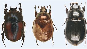 Romain Nattier (@rnattier) on Twitter photo Hey ! We are recruiting a PhD student to study the phylogeny of cyclocephaline scarabs (Coleoptera) and the evolutionary history of their chemical communication. Deadline 20/11/2022. For more informations: nattier@mnhn.fr Hey ! We are recruiting a PhD student to study the phylogeny of cyclocephaline scarabs (Coleoptera) and the evolutionary history of their chemical communication. Deadline 20/11/2022. For more informations: nattier@mnhn.fr