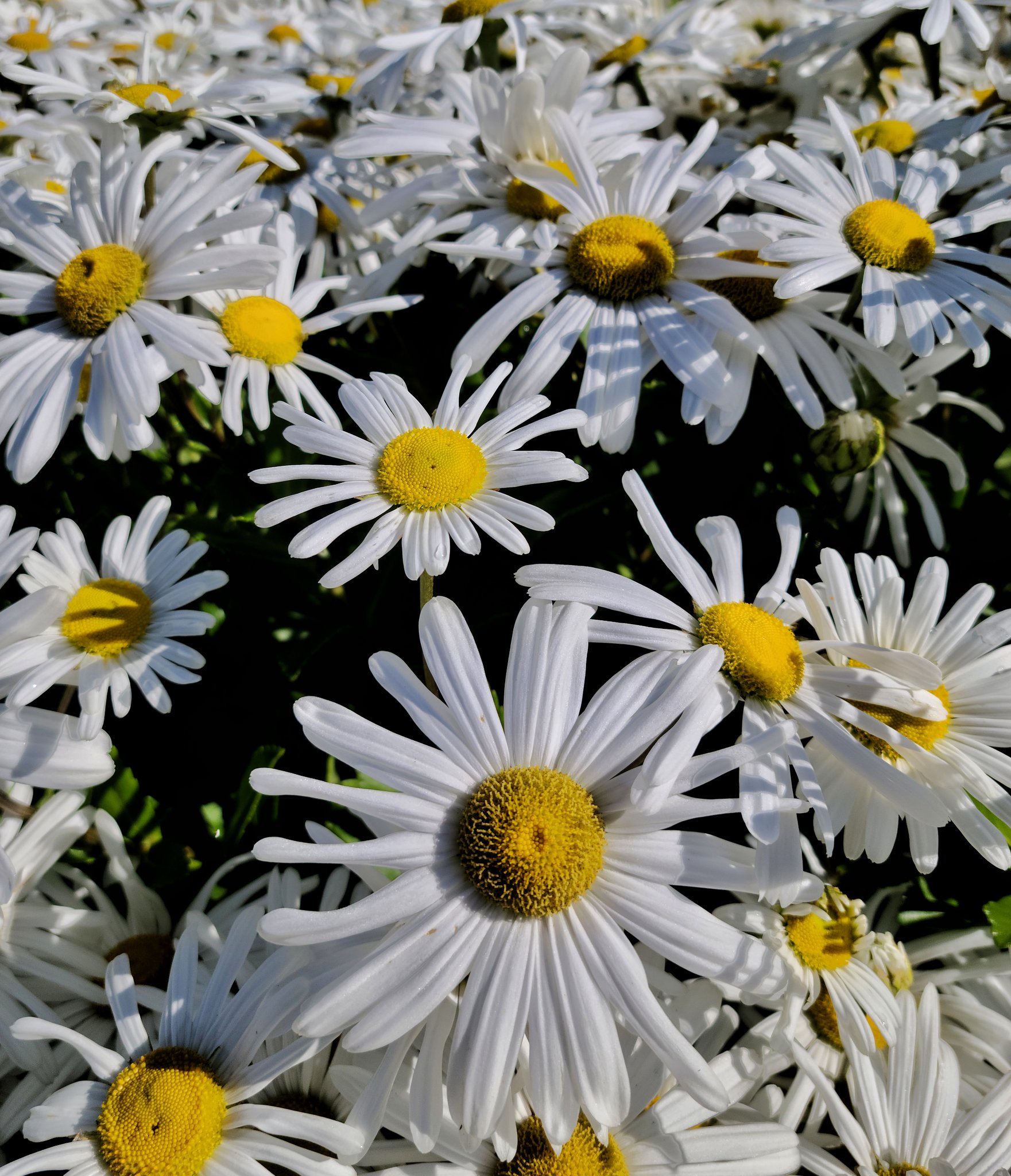Karina Sivachuk 📸 on Twitter ""I love daisies. They're so friendly. Don't you think daisies are