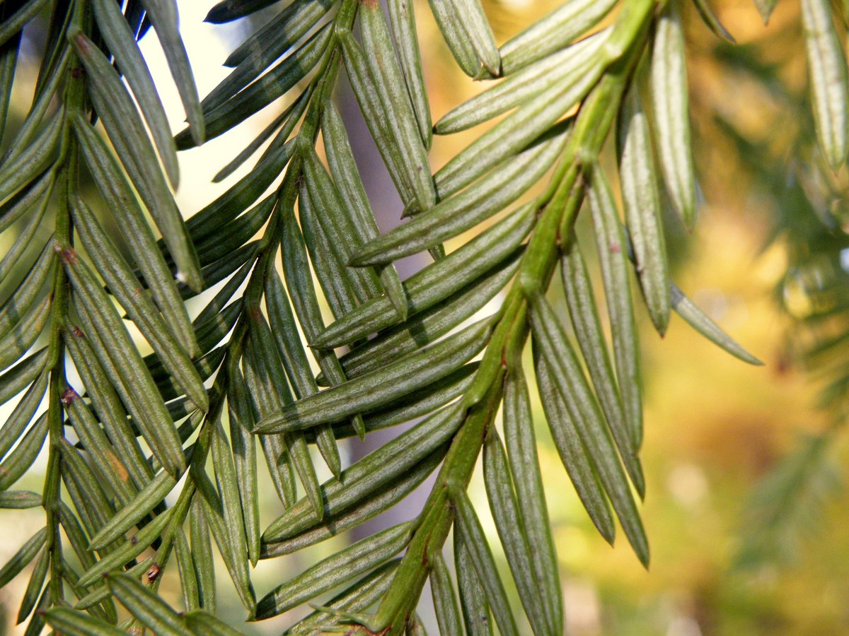 FossilBonanza's tweet photo. The Jurassic Sequoia jeholensis is the earliest known Sequoia in the world. Once cosmopolitan, these beautiful trees now reside in just the Pacific Northwest in the U.S.
#LeafWeek #Paleontology
https://t.co/D4H2kFw66b https://t.co/1KUVJgyyIz