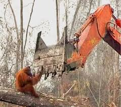 ECOWARRIORSS's tweet photo. How they greet us and how we greet them and humans are the supposedly civilized ones https://t.co/k4izh1z21c