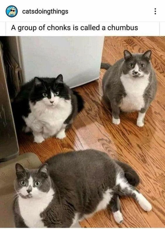 WholesomeMemes (@wholesomememe) on Twitter photo 