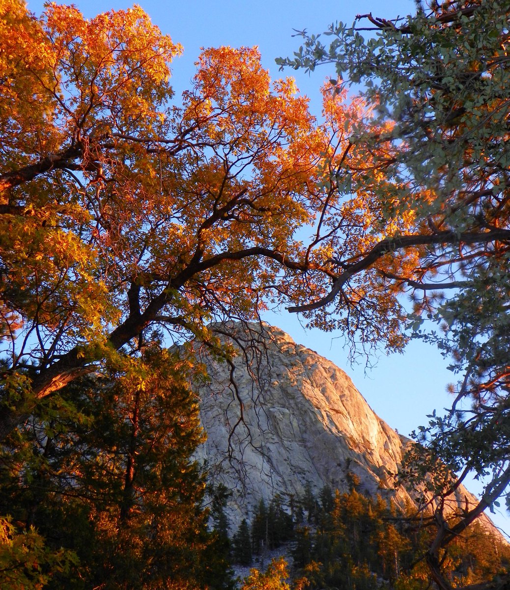 National Forest Fdn. tweet media