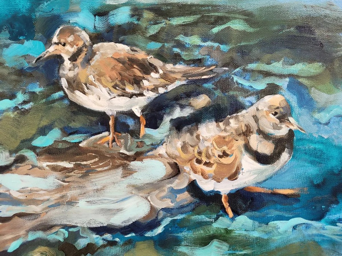 Last few days to see my exhibition of bird paintings and lithographs prints at the Art & Vintage cafe, 3 Lyne St, Edinburgh, EH7 5DN. End at 4.30pm Sunday! Cards and digital prints also available. 
#edinburghart #birdart #birdpaintings #seabirds #turnstones