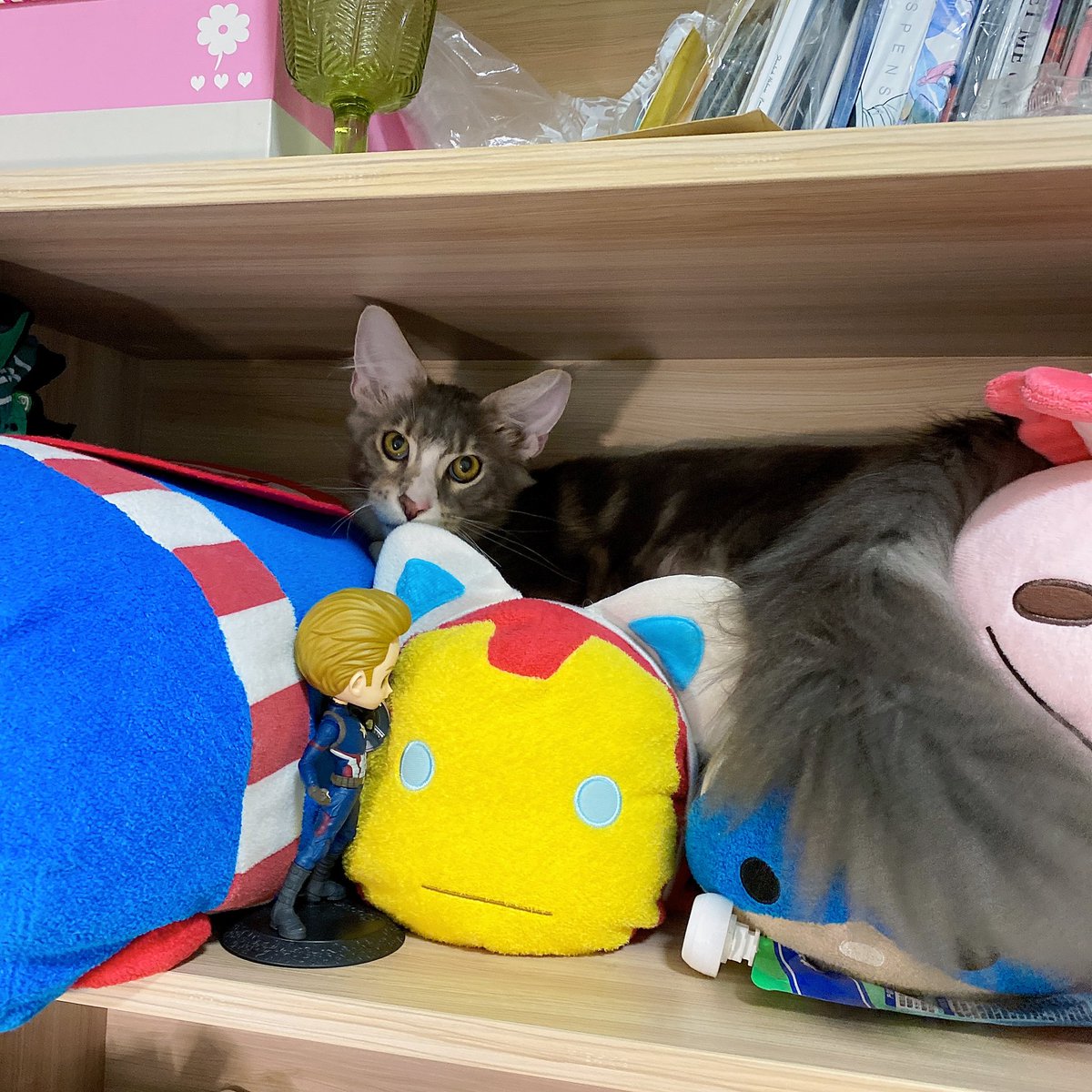 Pigeoncall1's tweet photo. It's time to introduce my new family! Thanks for their company in my solitary life days, this is wow and lucky! They are the black Chinese Garden cat and Maine cat, and my pet pignose snake named Baileys https://t.co/n6x4vZfpzW