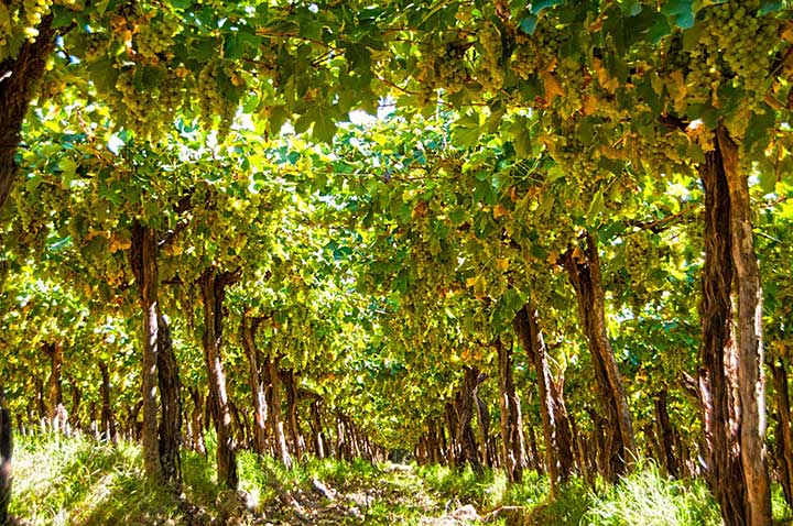 vidandroll's tweet photo. Más argentina que el Malbec!Hoy festejamos la #SemanaDelTorrontés  
Desde las 22 hs. x https://t.co/EpnYi3nOmE #AppLevelRock y #FacebookLive 🍷 https://t.co/xMKrWdtXlT