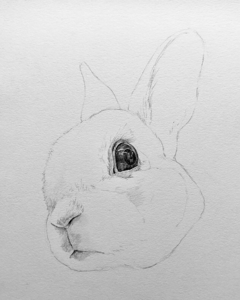 pencildrawing57's tweet photo. pencil drawing #pencildrawing  drawing #drawing pencil art #pencilart art #art artwork #artwork miniature #miniature animal #animal rabbit #rabbit 鉛筆画 #鉛筆画 https://t.co/j2Dc3dPqO2