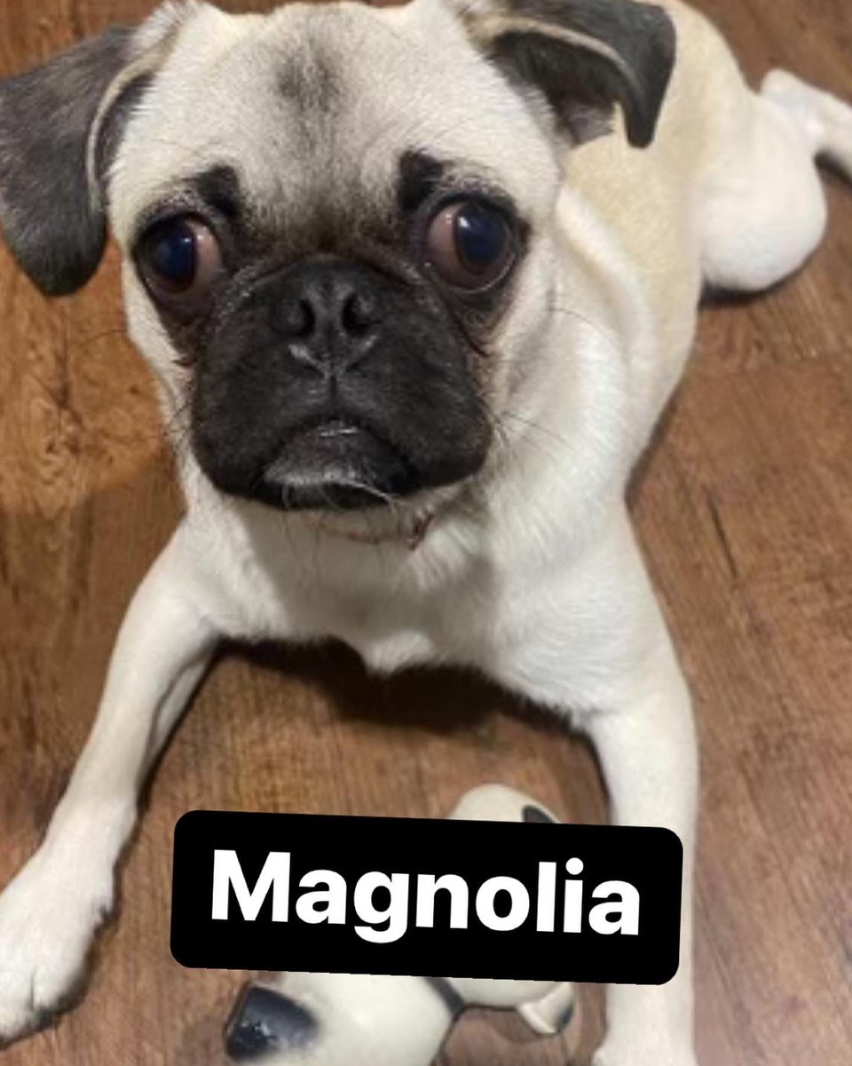 DFWPugRescue's tweet photo. 🚨INCOMING PUG ALERT 🚨 everyone please welcome our 4 newcomers to the rescue! They will be available for adoption soon 🐾 https://t.co/4nvqkSCLAx