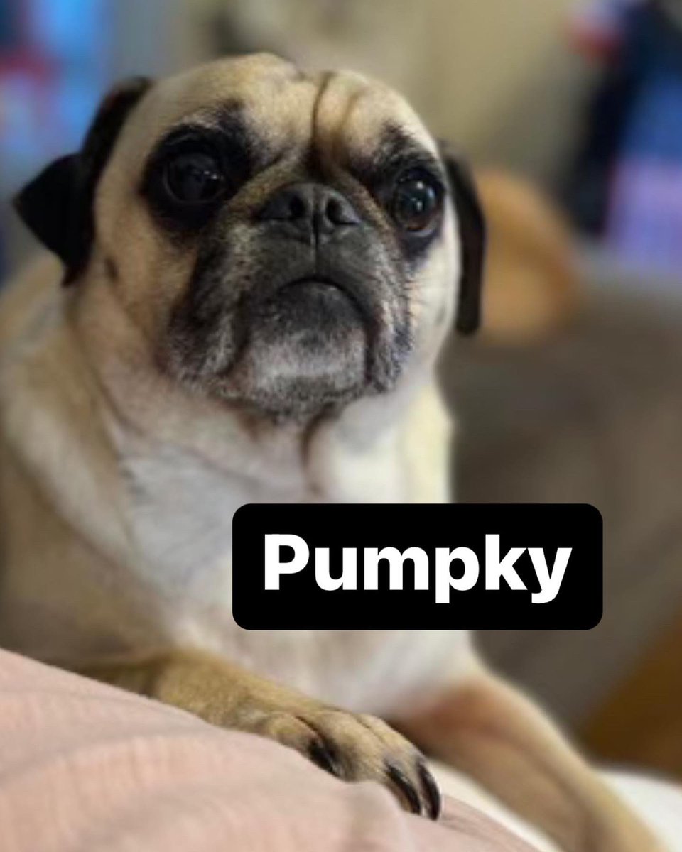 DFWPugRescue's tweet photo. 🚨INCOMING PUG ALERT 🚨 everyone please welcome our 4 newcomers to the rescue! They will be available for adoption soon 🐾 https://t.co/4nvqkSCLAx