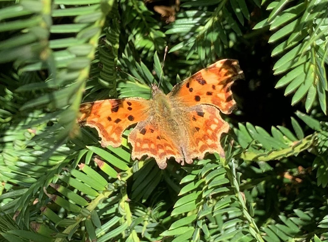 Comma. Garden. Pershore, Worcestershire. First I’ve seen for a while. @BC_WestMids @WorcsWT @savebutterflies @europebutterfly