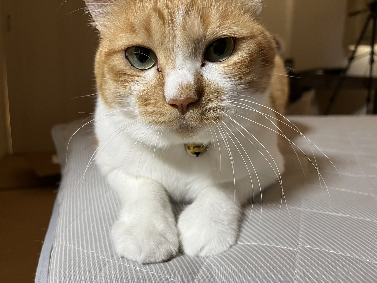 domoten37's tweet photo. 行ってきます！ぱっぱちゃん！
#domoten37 
#ぱっぱちゃん
#保護猫
#猫部屋
#猫のいる暮らし
#猫のいる生活
#猫好きさんと繋がりたい
#茶トラ
#茶白
#本日は人手不足 https://t.co/zZPfnFqdKR
