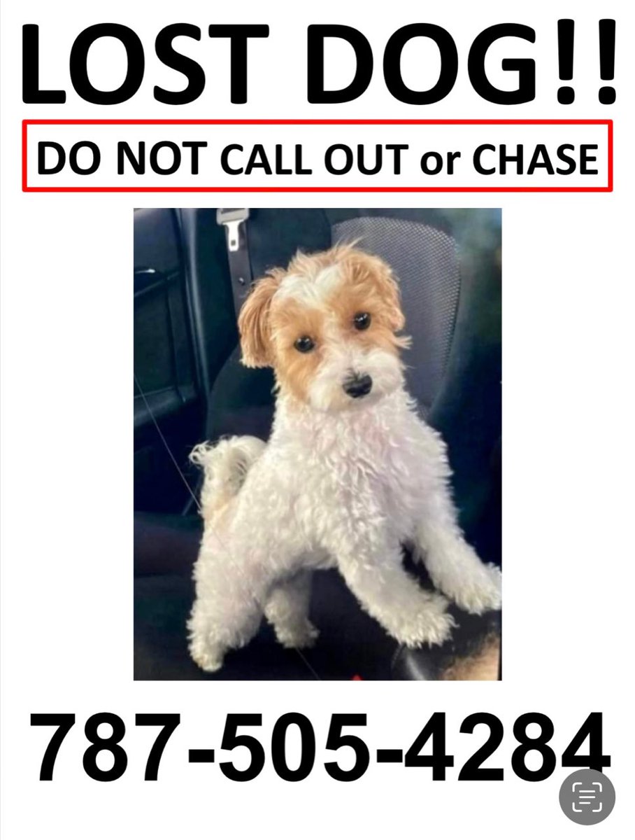 MassStatePolice's tweet photo. If you’re near the #Esplanade on the #Boston or #Cambridge side, including the area around @MassGenBrigham and @LibertyHotel, keep an eye out for this missing pup. She was wearing a beige and white vest w/colored leaves on it. She went missing yesterday. @MassGeneralNews @MassDCR https://t.co/tNlwxQfMdt