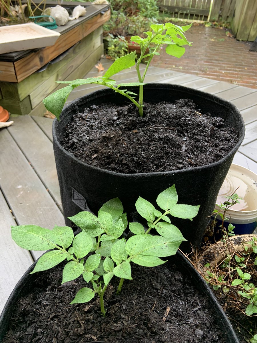 Libby Garvey tweet media