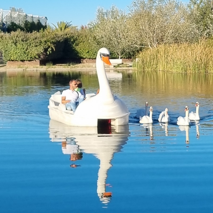 ocioparque's tweet photo. El Parque del Agua del @zaragoza_es es un lugar donde disfrutar de la naturaleza en familia, sin salir de Zaragoza.

Los paseos en Cisne hacen que podamos recorrer el Parque en barca sus canales de aguas tranquilas en 1 hora.

Ven y disfruta de uno de los mejores Parque del Mundo https://t.co/oJyel4N5VM