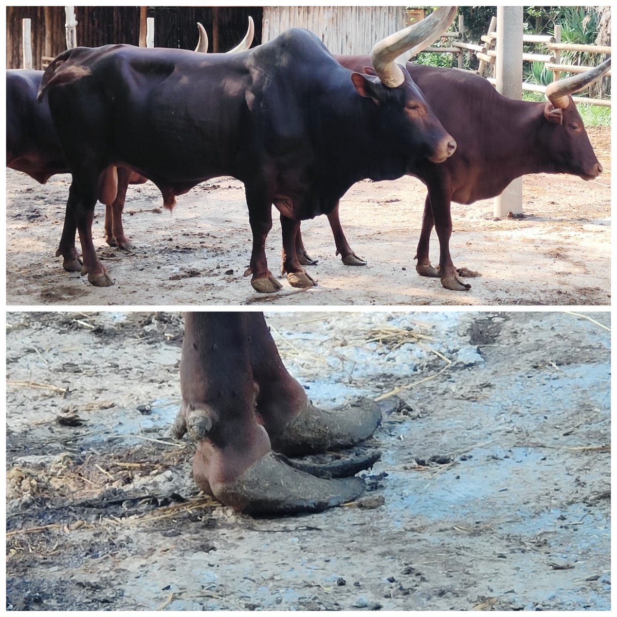 mcw_bern's tweet photo. @enpa Date un'occhiata al Parco Gallorose a Cecina. Temiamo che gli animali non siano ben curati lì. La cura degli zoccoli in particolare sembra essere un problema. Grazie! https://t.co/1pFosdJUUE