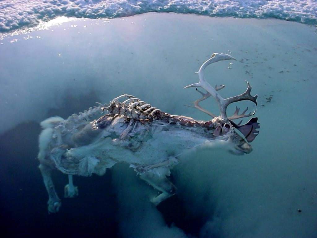 Caribou frozen in the lake.